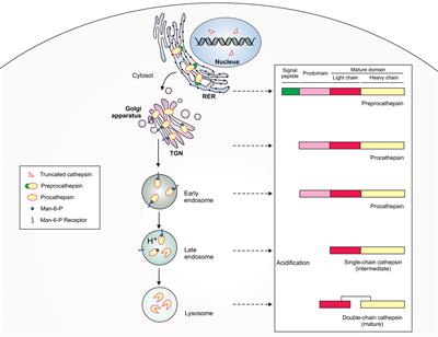 Cathepsins in Bacteria-Macrophage Interaction: Defenders or Victims of Circumstance?